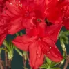 Azalea (KH) 'Doloroso' 30-40 cm VKR3L