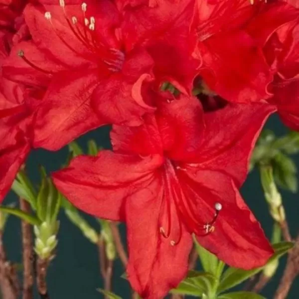 Azalea (KH) 'Doloroso' 30-40 cm VKR3L