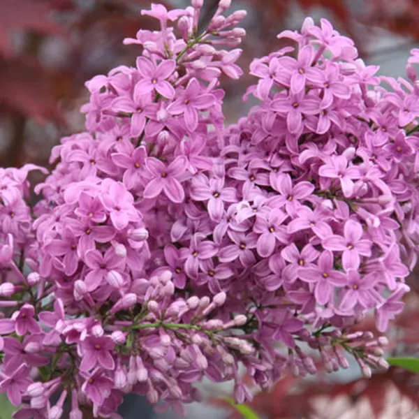 Syringa chinensis 'Saugeana' 20-30 VKR2L