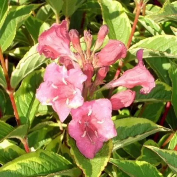 Weigela florida 'Sunny Princess' km.90cm C10L