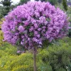 Syringa meyeri 'Palibin' km.100cm C18L