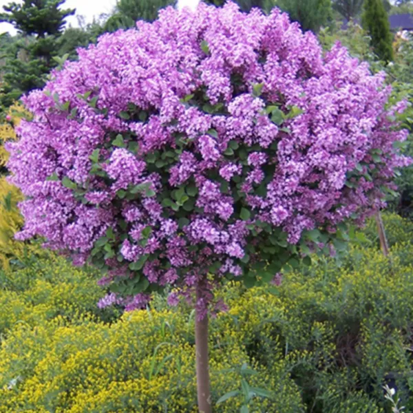 Syringa meyeri 'Palibin' km.100cm C18L