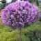 Syringa meyeri 'Palibin' km.100cm C18L