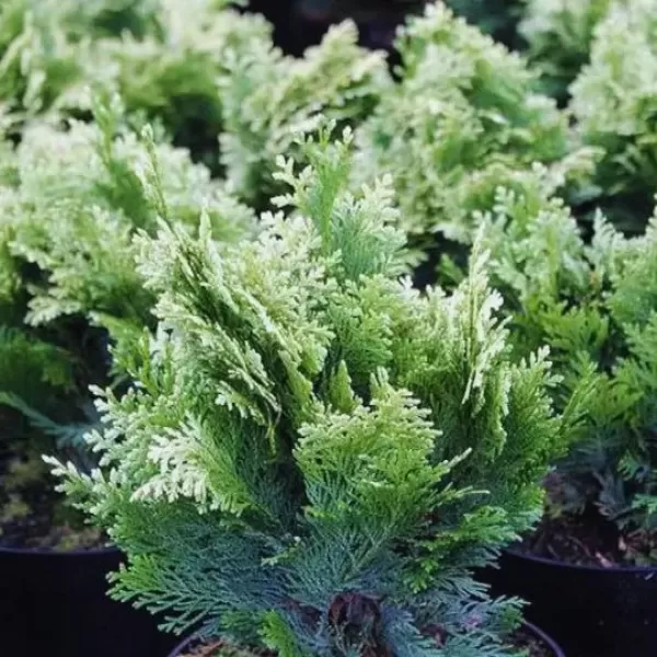 Chamaecyparis lawsoniana 'Pygmaea Argentea 25-30 C5L