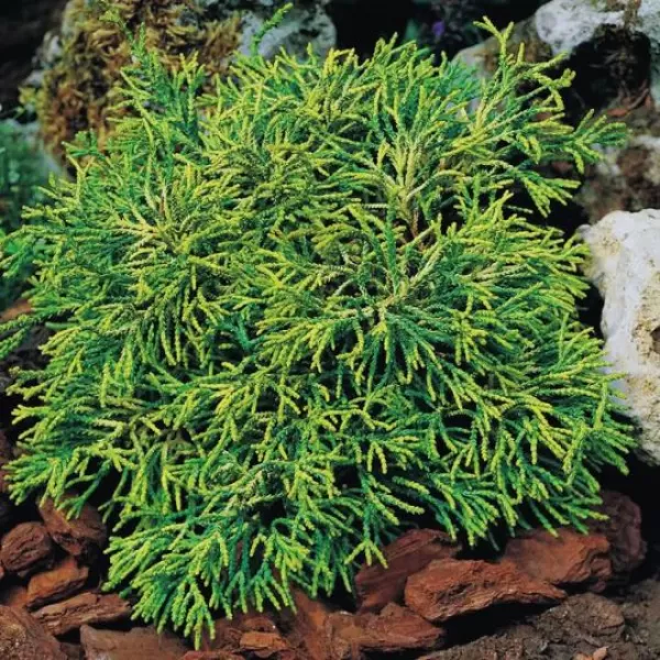 Chamaecyparis obtusa 'Tsatsumi Gold' 25-30 C5L