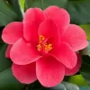 Camellia reticulata Mary Wiliams růžová 40-50 C3L