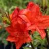 Azalea (KH) 'Doloroso' 30-40 cm VKR3L