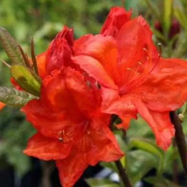 Azalea (KH) 'Doloroso' 30-40 cm VKR3L