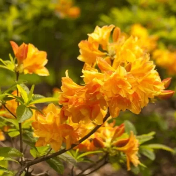 Azalea (KH) 'Csardas' 30-40 cm VKR3L