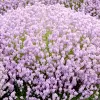 Lavandula angustifolia 'Rosea ' 10-15