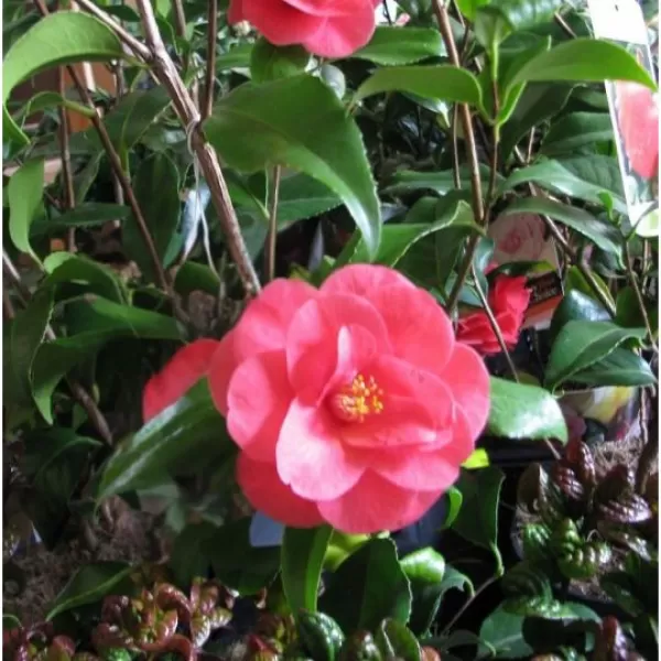 Camellia reticulata Mary Wiliams růžová 40-50 C3L