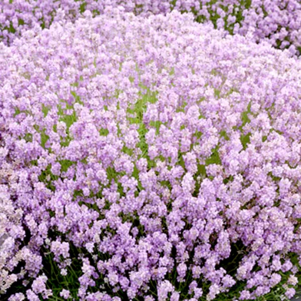 Lavandula angustifolia 'Rosea ' 10-15