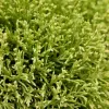 Chamaecyparis obtusa 'Tsatsumi Gold' 25-30 C5L