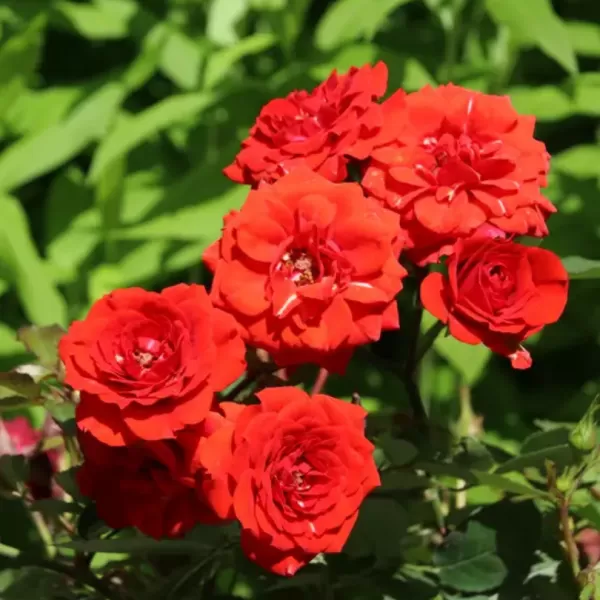 Rosa mini ORANGE 20-30 1,5l