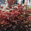Physocarpus opulifolius 'Little Angel®' 40-60 VKR4L
