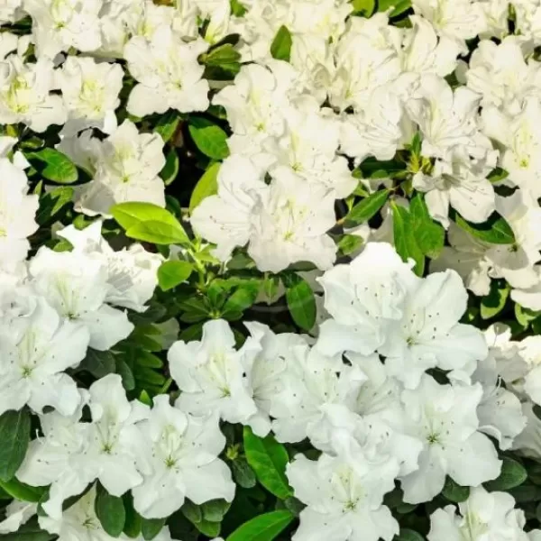 Azalea (J) 'Adonis' 25-30 C4L