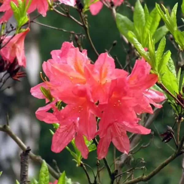 Azalea (KH) 'Cecile' 30-40 cm VKR3L