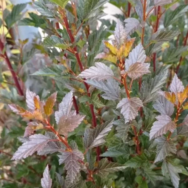 Physocarpus opulifolius 'Little Angel®' 40-60 VKR4L