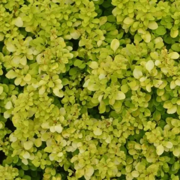 Berberis thunbergii 'Special Gold' 20-30 VKR4L