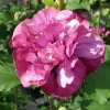 Hibiscus syriacus Freedom 40-60 C4L