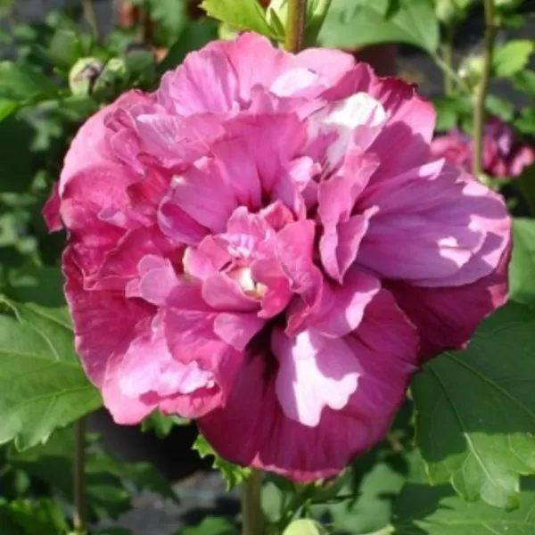 Hibiscus syriacus Freedom 40-60 C4L