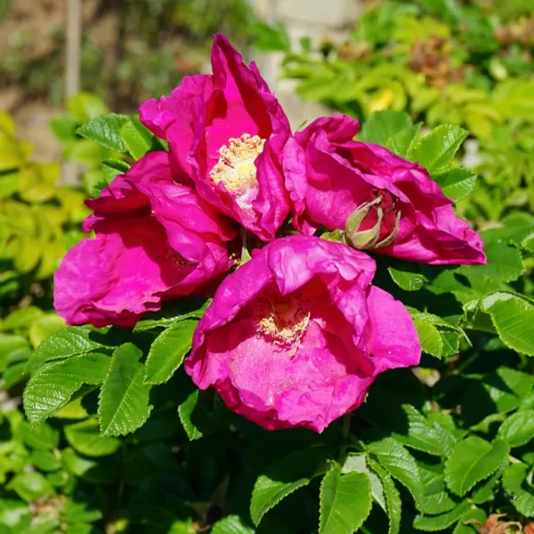 Rosa rugosa RUBRA 40-60 3l