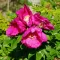Rosa rugosa RUBRA 40-60 3l