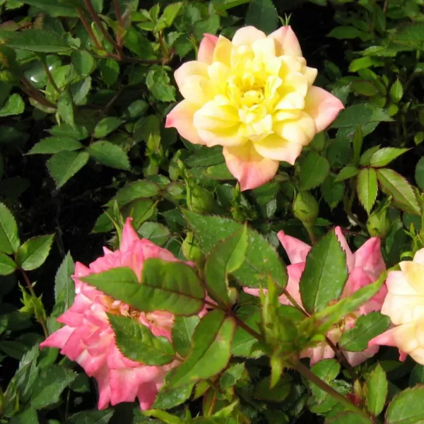 Rosa mini TRICOLOR 20-30 1,5l