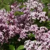 Syringa meyeri 'Palibin' km.100cm C18L