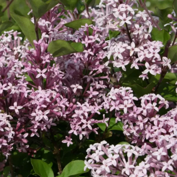 Syringa meyeri 'Palibin' km.100cm C18L