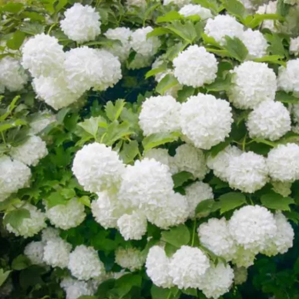 Viburnum Eskimo km.100cm C10L