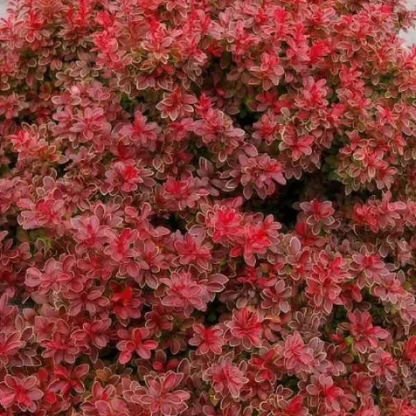 Berberis thunbergii 'Admiration'® 20-30 VKR4L