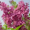 Syringa chinensis 'Saugeana' 20-30 VKR2L