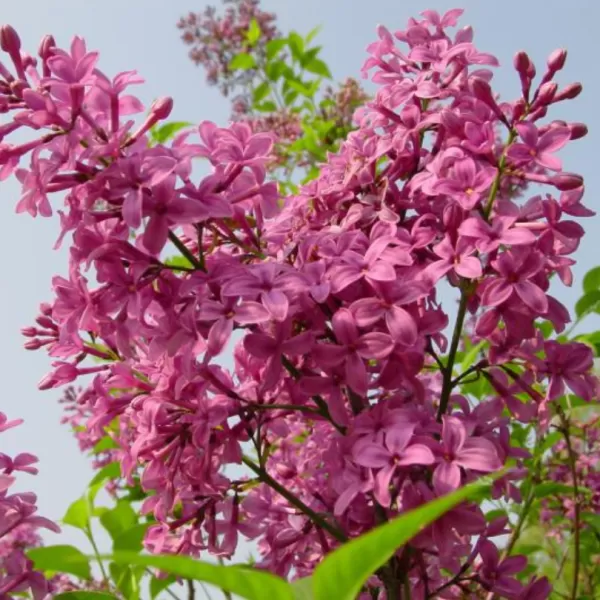 Syringa chinensis 'Saugeana' 20-30 VKR2L