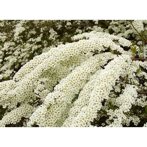 Spiraea cinerea 'Grefsheim'20-30 C1,4L