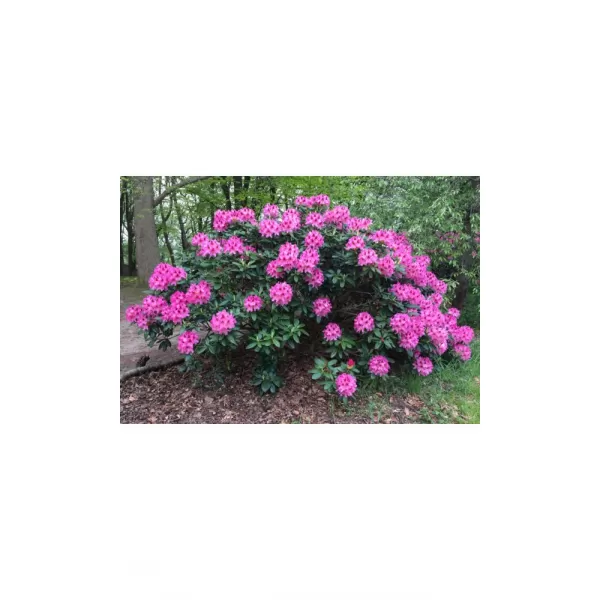 Rhododendron hybridum 30-40 C5L