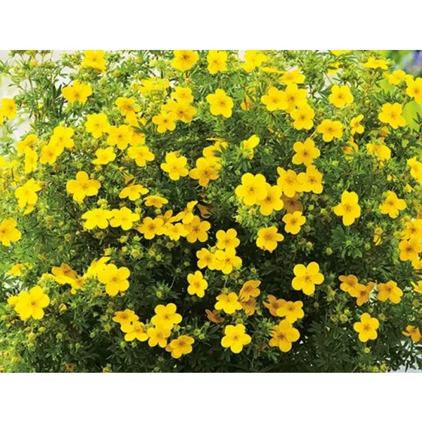 Potentilla frut. 'Bella Lindsey' 20-30 C1,4L