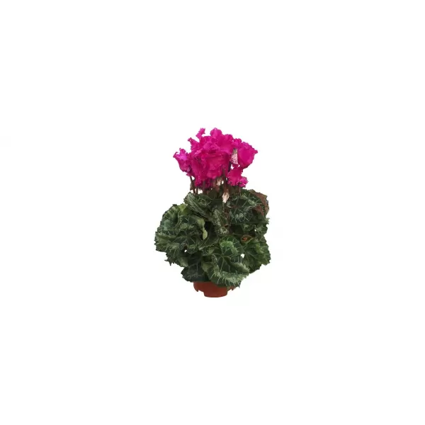 Cyclamen persicum K10