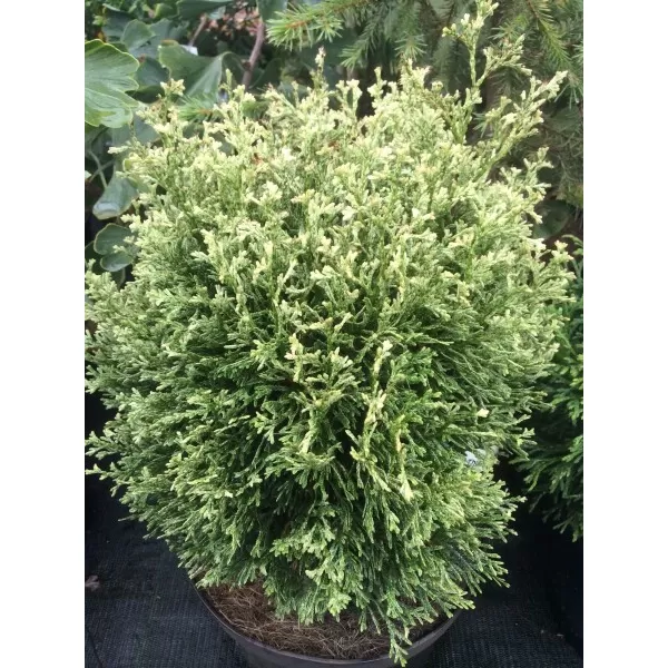 Thuja occ. 'Miss Frosty 15-20 C2L