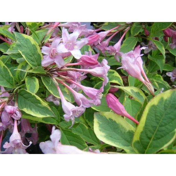 Weigela florida 'Sunny Princess' 30-40 C2L