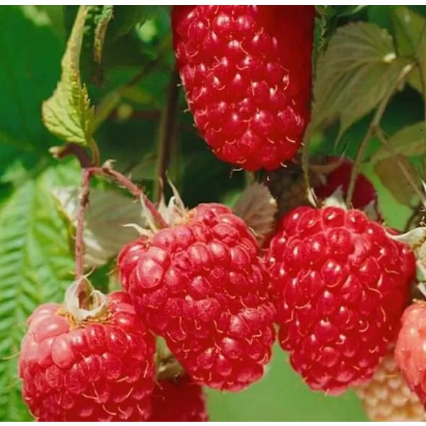 Rubus idaeus 'Himbo Top®' 30-40 RP2L