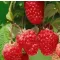 Rubus idaeus 'Himbo Top®' 30-40 RP2L