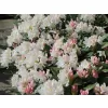 Rhododendron (T) 'Cunningh. White' 030-040 C5L