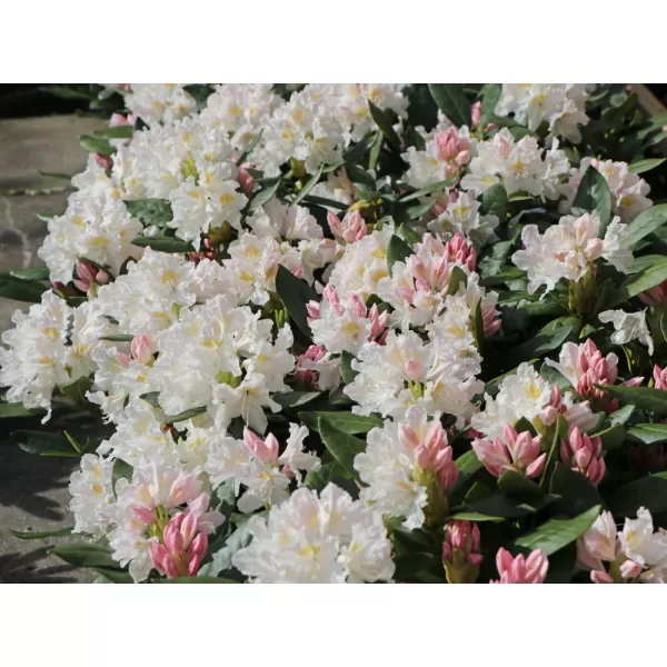 Rhododendron (T) 'Cunningh. White' 030-040 C5L