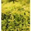 Berberis thunb.Tiny Gold 20-30 VKR4L