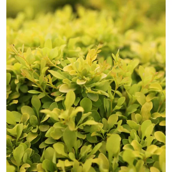 Berberis thunb.Tiny Gold 20-30 VKR4L