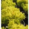 Berberis thunb.Tiny Gold 20-30 VKR4L