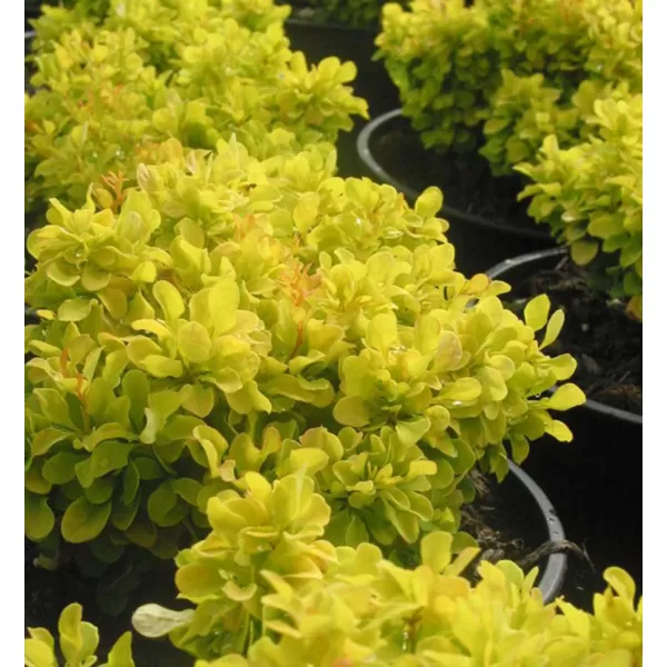 Berberis thunb.Tiny Gold 20-30 VKR4L