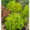 Berberis thunb.Tiny Gold 20-30 VKR4L