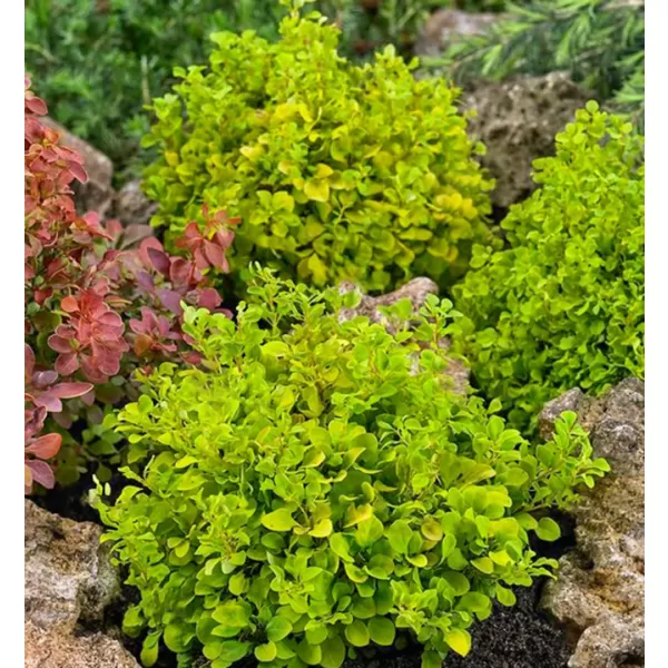 Berberis thunb.Tiny Gold 20-30 VKR4L